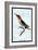 Hummingbird: Trochilus Anna-Sir William Jardine-Framed Art Print