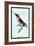 Hummingbird: Trochilus Anna-Sir William Jardine-Framed Art Print