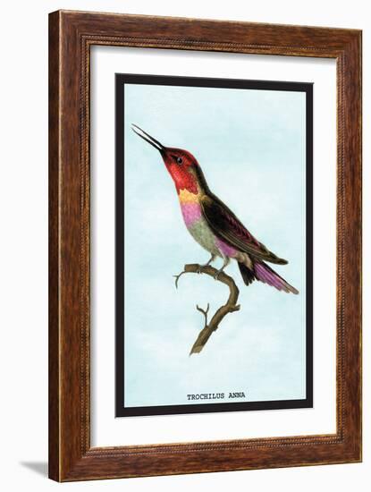 Hummingbird: Trochilus Anna-Sir William Jardine-Framed Art Print