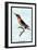 Hummingbird: Trochilus Anna-Sir William Jardine-Framed Art Print