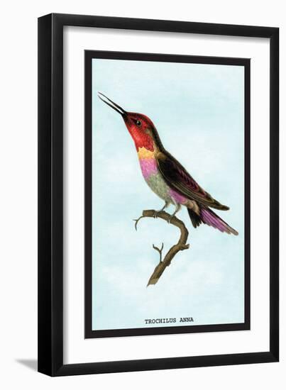 Hummingbird: Trochilus Anna-Sir William Jardine-Framed Art Print