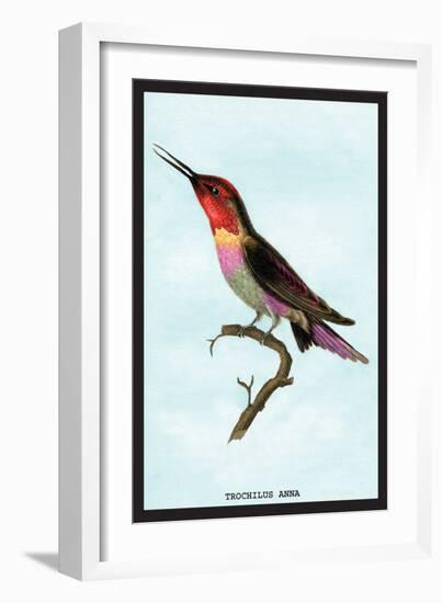 Hummingbird: Trochilus Anna-Sir William Jardine-Framed Art Print