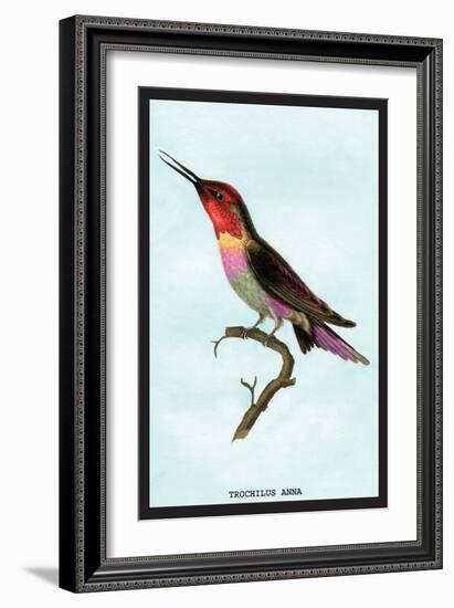 Hummingbird: Trochilus Anna-Sir William Jardine-Framed Art Print