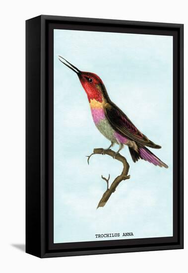 Hummingbird: Trochilus Anna-Sir William Jardine-Framed Stretched Canvas