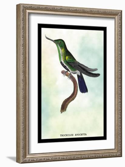 Hummingbird: Trochilus Avocetta-Sir William Jardine-Framed Art Print