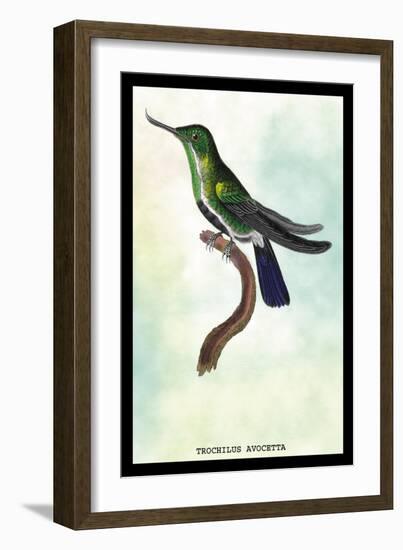 Hummingbird: Trochilus Avocetta-Sir William Jardine-Framed Art Print