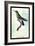 Hummingbird: Trochilus Avocetta-Sir William Jardine-Framed Art Print