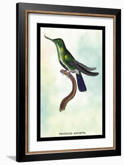 Hummingbird: Trochilus Avocetta-Sir William Jardine-Framed Art Print