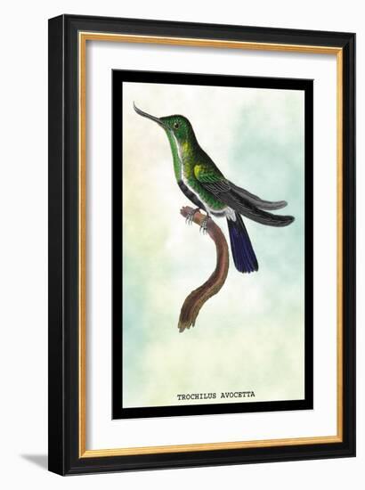 Hummingbird: Trochilus Avocetta-Sir William Jardine-Framed Art Print