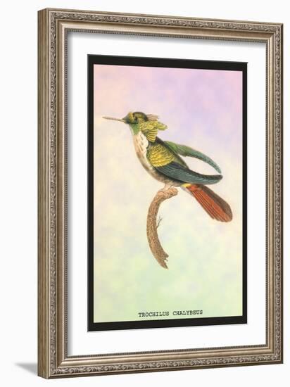 Hummingbird: Trochilus Chalybeus-Sir William Jardine-Framed Art Print