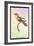 Hummingbird: Trochilus Chalybeus-Sir William Jardine-Framed Art Print