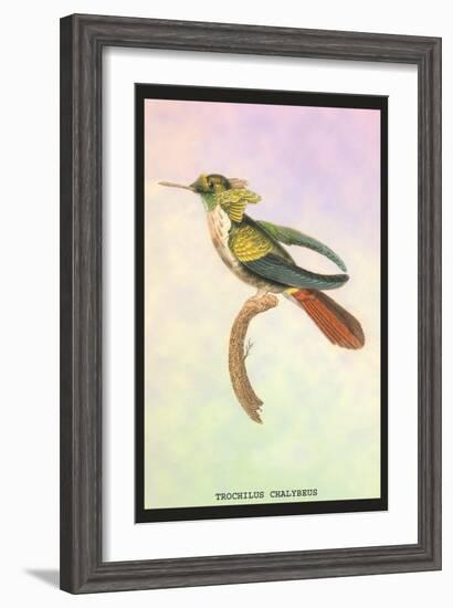 Hummingbird: Trochilus Chalybeus-Sir William Jardine-Framed Art Print