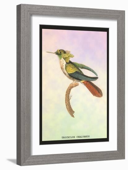 Hummingbird: Trochilus Chalybeus-Sir William Jardine-Framed Art Print