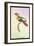 Hummingbird: Trochilus Chalybeus-Sir William Jardine-Framed Art Print