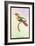 Hummingbird: Trochilus Chalybeus-Sir William Jardine-Framed Art Print