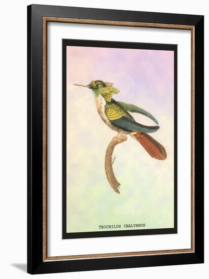 Hummingbird: Trochilus Chalybeus-Sir William Jardine-Framed Art Print