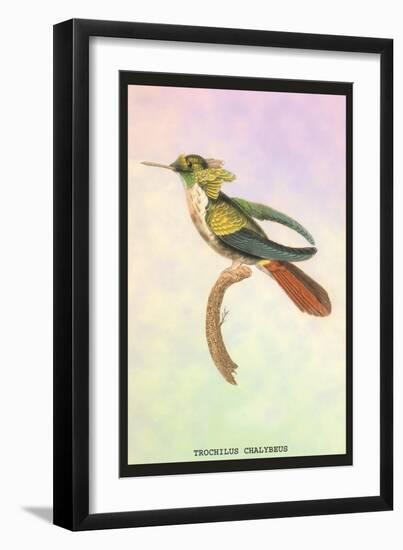 Hummingbird: Trochilus Chalybeus-Sir William Jardine-Framed Art Print