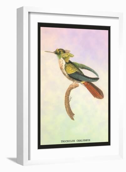 Hummingbird: Trochilus Chalybeus-Sir William Jardine-Framed Art Print