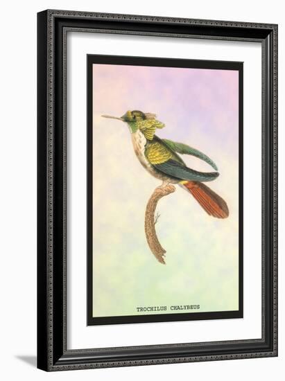 Hummingbird: Trochilus Chalybeus-Sir William Jardine-Framed Art Print