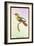 Hummingbird: Trochilus Chalybeus-Sir William Jardine-Framed Art Print