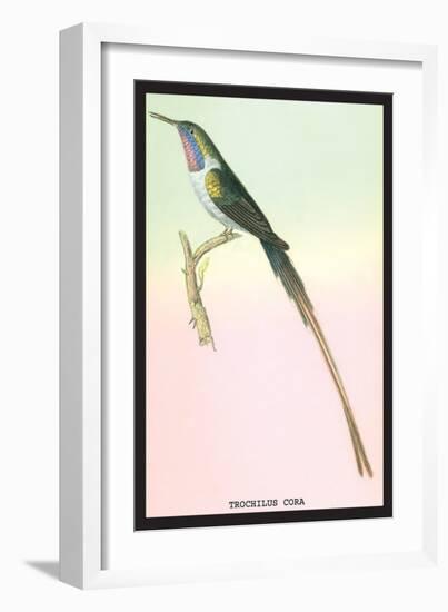 Hummingbird: Trochilus Cora-Sir William Jardine-Framed Art Print