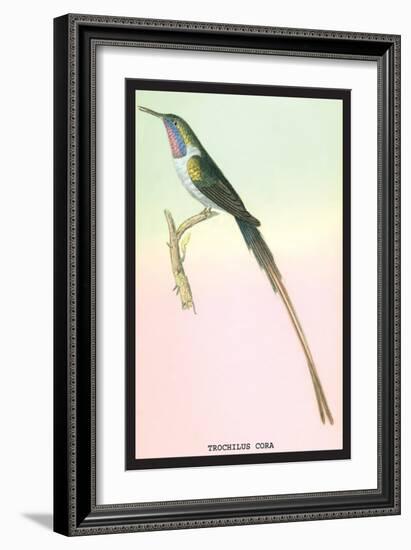 Hummingbird: Trochilus Cora-Sir William Jardine-Framed Art Print