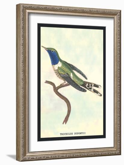 Hummingbird: Trochilus Dupontii-Sir William Jardine-Framed Art Print