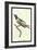 Hummingbird: Trochilus Dupontii-Sir William Jardine-Framed Art Print