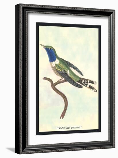 Hummingbird: Trochilus Dupontii-Sir William Jardine-Framed Art Print