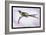 Hummingbird: Trochilus Enicurus-Sir William Jardine-Framed Art Print