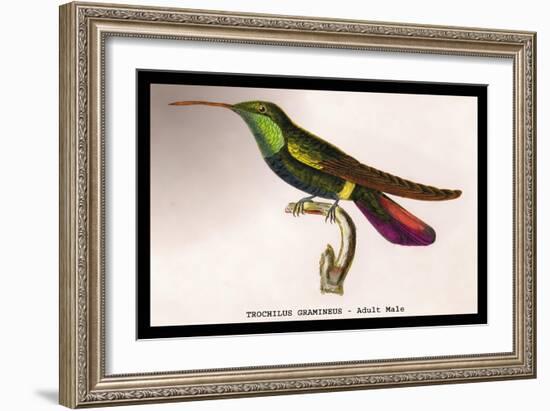 Hummingbird: Trochilus Gramineus-Sir William Jardine-Framed Art Print