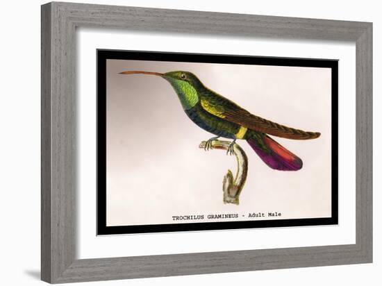 Hummingbird: Trochilus Gramineus-Sir William Jardine-Framed Art Print