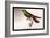 Hummingbird: Trochilus Gramineus-Sir William Jardine-Framed Art Print