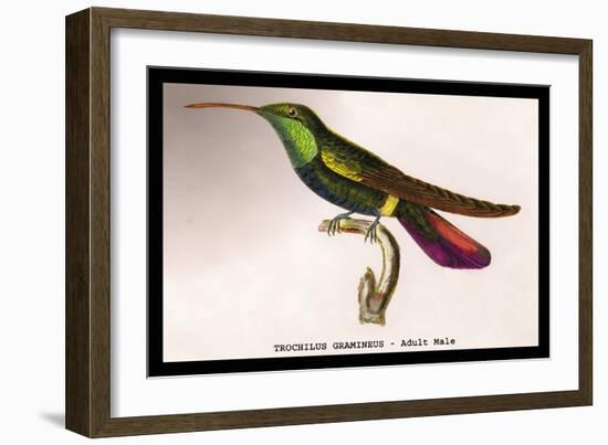 Hummingbird: Trochilus Gramineus-Sir William Jardine-Framed Art Print