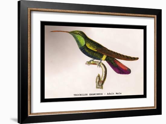 Hummingbird: Trochilus Gramineus-Sir William Jardine-Framed Art Print