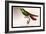 Hummingbird: Trochilus Gramineus-Sir William Jardine-Framed Art Print