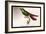 Hummingbird: Trochilus Gramineus-Sir William Jardine-Framed Art Print