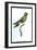 Hummingbird: Trochilus Leucotis-Sir William Jardine-Framed Art Print