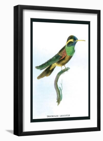Hummingbird: Trochilus Leucotis-Sir William Jardine-Framed Art Print