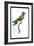 Hummingbird: Trochilus Leucotis-Sir William Jardine-Framed Art Print