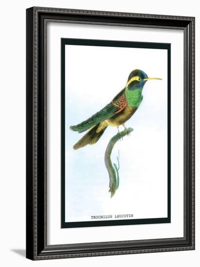 Hummingbird: Trochilus Leucotis-Sir William Jardine-Framed Art Print