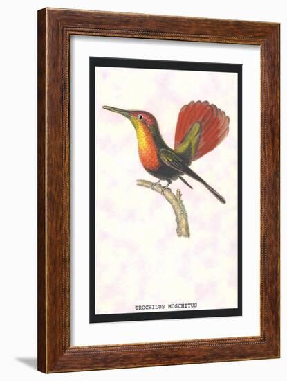 Hummingbird: Trochilus Moschitus-Sir William Jardine-Framed Art Print