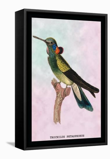 Hummingbird: Trochilus Petasphorus-Sir William Jardine-Framed Stretched Canvas