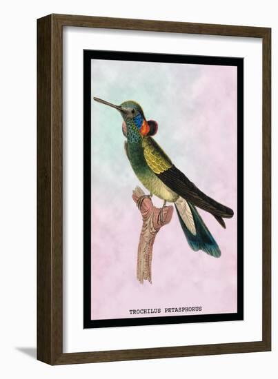 Hummingbird: Trochilus Petasphorus-Sir William Jardine-Framed Art Print