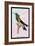 Hummingbird: Trochilus Petasphorus-Sir William Jardine-Framed Art Print