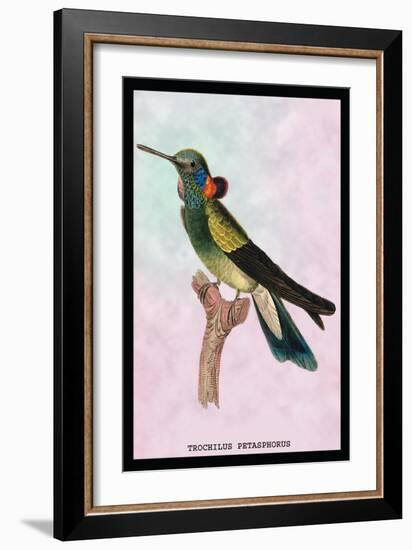 Hummingbird: Trochilus Petasphorus-Sir William Jardine-Framed Art Print