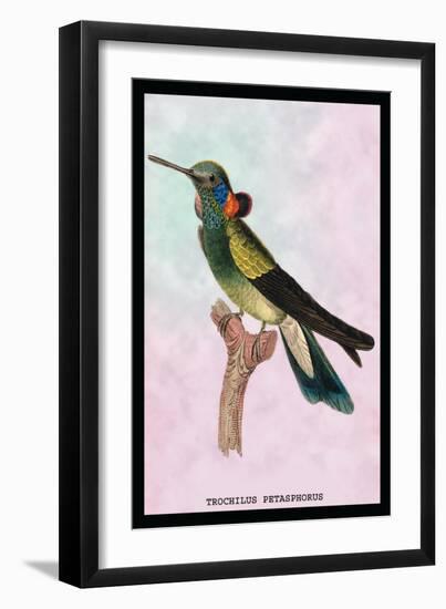 Hummingbird: Trochilus Petasphorus-Sir William Jardine-Framed Art Print