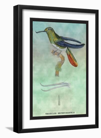 Hummingbird: Trochilus Recurvirostris-Sir William Jardine-Framed Art Print