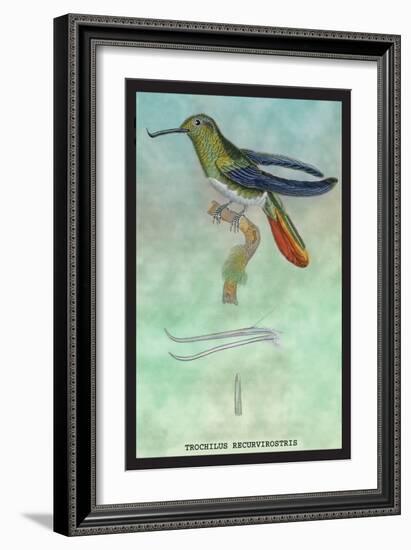 Hummingbird: Trochilus Recurvirostris-Sir William Jardine-Framed Art Print