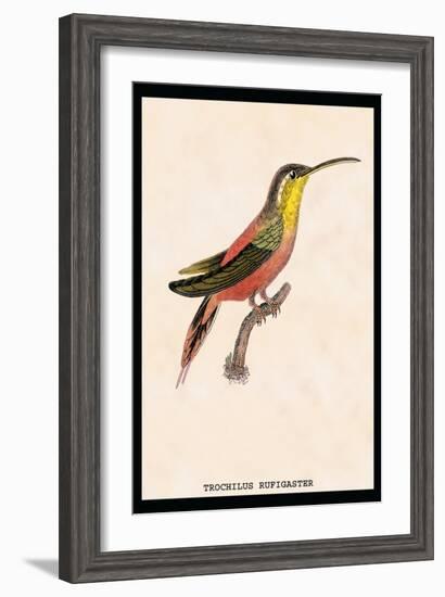 Hummingbird: Trochilus Rufigaster-Sir William Jardine-Framed Art Print